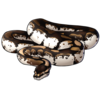 Ball Python: Calico